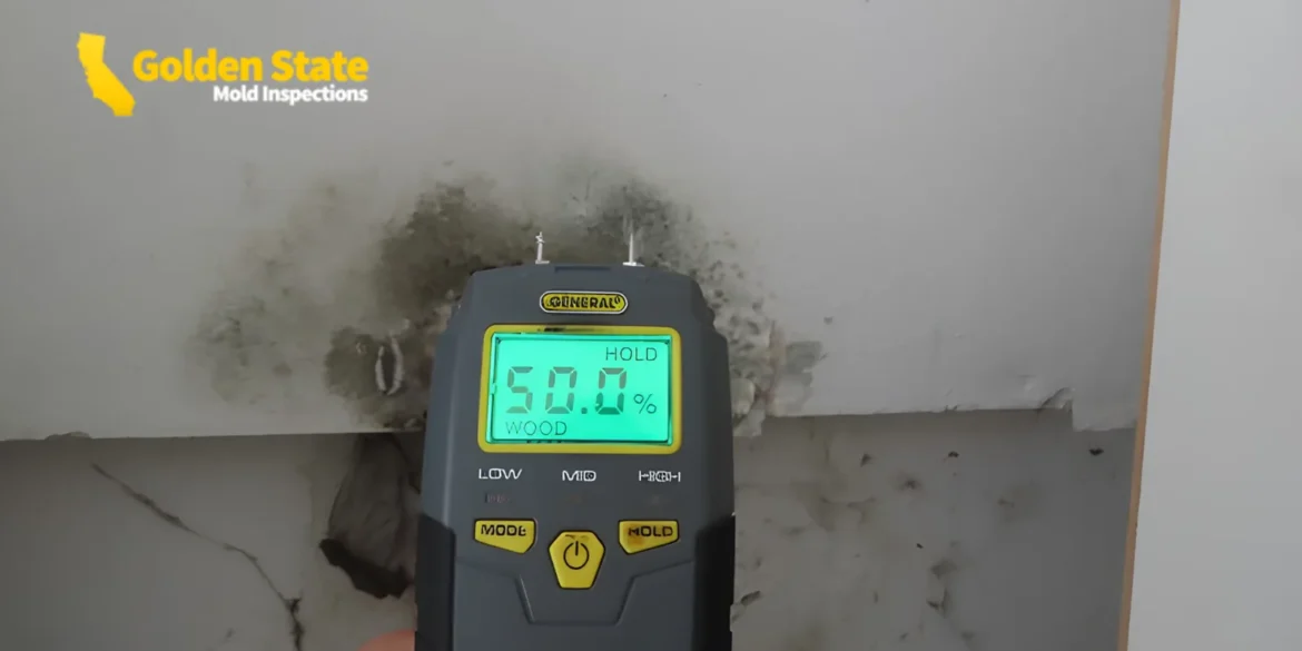 Who Should Test Your Home for Mold, and Why