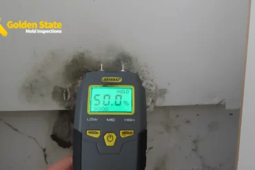 Who Should Test Your Home for Mold, and Why