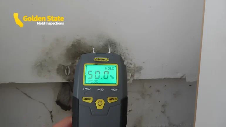 Who Should Test Your Home for Mold, and Why